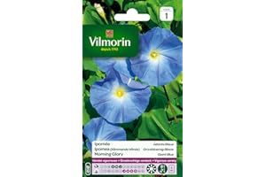 Vilmorin 5323541 Ipomée à Grande Fleur, Bleu, 90 x 2 x 160 cm