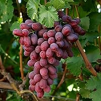 Vitis vinifera"Red Ruby" | 2er Set Grüne Trauben | Winterfester Obststrauch | Höhe 65-75cm | Topf-Ø 13cm
