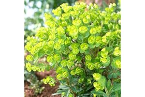 GARDENERSDREAM Euphorbia Redwing - Spurge | Deciduous Herbaceous Potted Garden Shrub for Sale (15-30cm Incl. Pot)