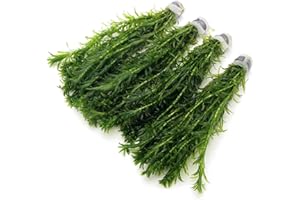 k2aqua 40 ELODEA DENSA Stems - 4 Bunches Oxygenating Weed Live Pond Plant Water Aquarium Aquatic Plants Egeria