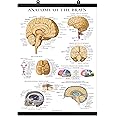 Palace Learning Brain Anatomy Poster - Laminated with Plastic Frame - Anatomical Chart of the Human Brain