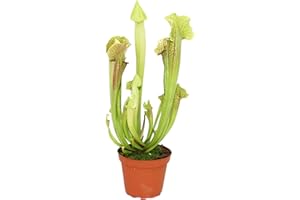 Exotenherz - Schlauchpflanze - Sarracenia - groß - 12cm Topf