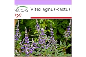 SAFLAX - Hierba de Castidad - 30 semillas - Vitex agnus-castus