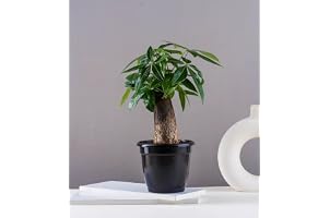 Nurturing Green Good Luck Pachira Money Tree Live Bonsai Plant In Black Fiber Pot