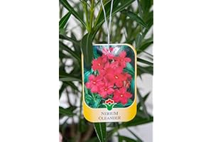 Vannucci Piante - Nerium oleander, Oleandro, Pianta vera in vaso (Rosso)
