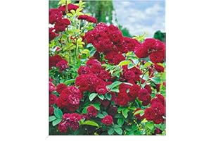 BALDUR Garten Rambler-Rosen 'Chevy Chase', 1 Pflanze, Kletterrose winterhart mehrjährige Kletterpflanze, blühend, Rosa Hybride, dicht gefüllte Blüten, Rosen-Rarität