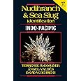 Nudibranch & Sea Slug Identification - Indo-pacific