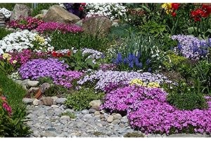 Couvre sol fleur Mélange 2000 Graines - plante vivace