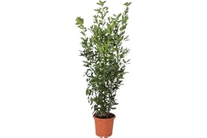 KENTIS - Laurus Nobilis Plante de Laurier - Vraies Plantes d'Extérieur - H 125-150 cm Pot de Ø 24 cm