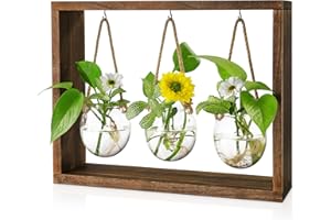 Grovind Terrarium en Verre pour Plantes hydroponiques, Terrarium de Bureau pour Plantes aériennes avec Support en Bois, Cadeau de Maman pour la Maison et Le Bureau