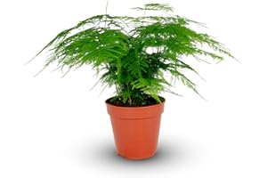CARBETH PLANTS Planta de interior de espárragos plumosus en maceta de 12 cm, helecho espárragos
