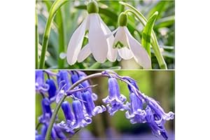 Woodland bulbs® 25 x Single SNOWDROPS Bulbs & 25 x English BLUEBELLS Bulbs - for Planting Now UK - Spring Flowering Bulbs - Galanthus Nivalis - Hyacinthoides Non Scripta (Free UK P&P)