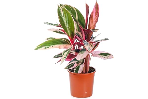 Calathea stromanthe Triostar | Plante d'Intérieur pour la Maison ou le Bureau