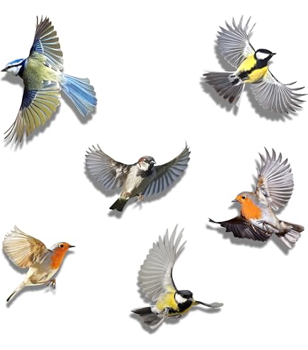 Sticker Oiseaux Décoratif QUALIVEAU Autocollant Protection Oiseaux Sur Verre - Kit Complet 6 Espèces Régionales Avec Aide Au Collage Sticker Oiseaux Décoratif QUALIVEAU Autocollant Protection Oiseaux Sur Verre - Kit Complet 6 Espèces Régionales Avec Aide Au Collage