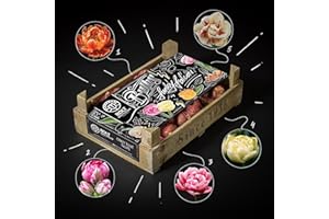 BOLT AMSTERDAM SINCE 1936 Scatola di tulipani - 300 tulipani in 2 confezioni "FUNKY FALCON" di BOLT Amsterdam - bulbi di tulipani - 300 pezzi - 5 colori - Dalla nostra fattoria di famiglia in Olanda …