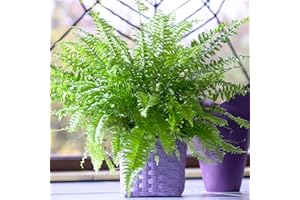 GARDENERSDREAM Helecho Fresco de Boston | Purificadora de Aire Planta de 25-35cm de Interior en Maceta | Plantas para Regalo