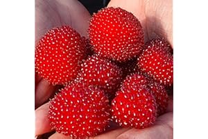 BAUMSCHULE WEDROWSKI W Himbeere-Erdbeere 1L Garten Pflanze mit Schönen Blüten - Die Perfekte Dekoration für Ihr Grundstück - Für Anfänger und Professionelle Gärtner - Leckeres und Gesundes Obst