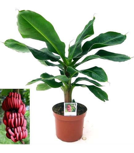 POWERS TO FLOWERS – Pianta Vera Di Banano Color Life Oro – Musa Tropicana In Vaso 12 Cm – Regalo Originale