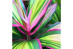 GARDENERSDREAM 1 x Cordyline Kiwi en Pot à Vendre | Plante d'Intérieur de 30 à 40 cm pour la Maison ou le Bureau