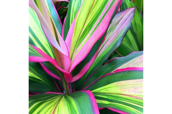 1 x Cordyline Kiwi en Pot à Vendre | Plante d'Intérieur de 30 à 40 cm pour la Maison ou le Bureau