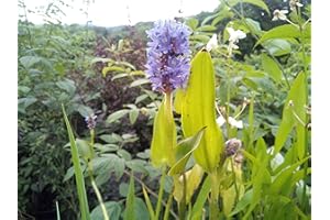 HAUS & GARTEN 4 Plantas Repollos Pontederia Cordata Hermoso Planta Estanque Planta Acuática hasta 30cm Nivel, Florecimiento de Estanque Natural