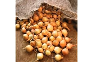 GENERIC Bolly Bulbs® - Autumn Champion Overwintering Onions (25 Sets)