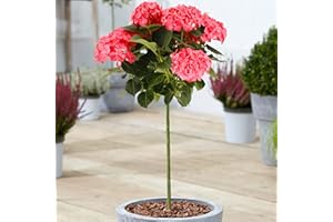 GARDENERSDREAM Hydrangea Macrophylla Tree Collection | Deciduous Trees for Small Gardens Patios Plant Borders | Potted Lollipop Blue, Pink, White & Red Trees | Climbing Hydrangea Flower (70-80cm (Incl. Pot), Red)