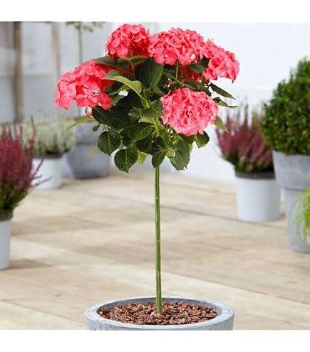 Albero Di Camellia Spring Festival – Sempreverde In Vaso, Fiori Rosa E Bianchi, Altezza 70-80 Cm