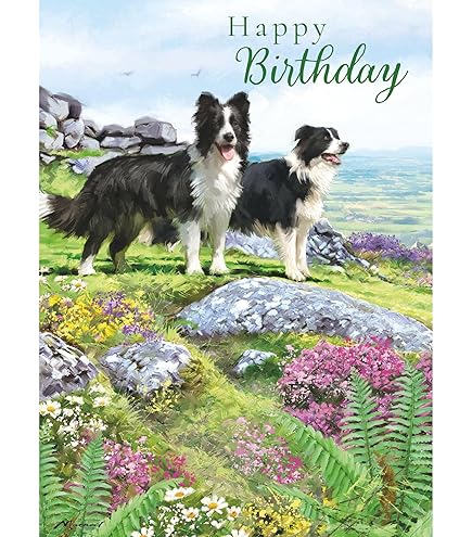 BORDER COLLIE SHEEP DOG QUALITY GLOSSY BIRTHDAY CARD 8"x6 - View #11