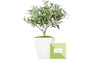 REGALOS ECOLOGY Árbol Olivo Natural 38 cm prebonsai en Maceta de 16 cm diámetro entregado en Caja de Regalo con tríptico con información y guía de cuidados – Planta Exterior – Olea Europaea