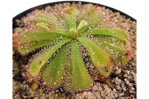 Fangblatt - Drosera Aliciae - rosettenartiger Sonnentau - fleischfressende Pflanze - hervorragende Einsteigerpflanze - Karnivore für Ihr Zuhause