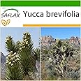 SAFLAX - Albero di Giosuè - 10 semi - Con substrato - Yucca brevifolia