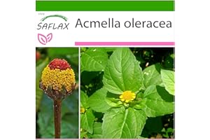 SAFLAX - Hierba de los dientes/Paracress - 500 semillas - Con sustrato estéril para cultivo - Acmella oleracea
