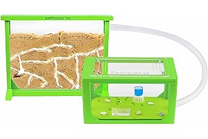 AntHouse - Natural Sand Ant Farm | 3D Medium Kit (Sandwich + Forage Box) | Color Green