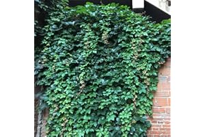 Benoon 100 Pz/Borsa Semi Di Piante Rampicanti Giapponesi Sempreverdi Non OGM Attraenti Semi Rampicanti Giapponesi Per Cortili Domestici Seme