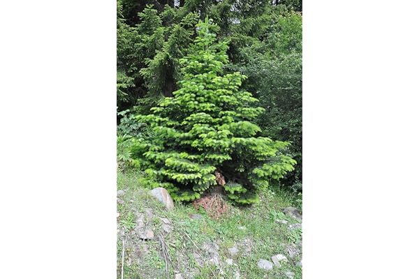 30 Graines de Sapin de Normandie (Abies Nordmanniana) - Sapin du Caucase