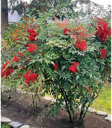 Japanische Kamelie Black Lace - Camellia japonica Black Lace : Amazon.de:  Garten
