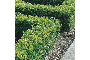 GARDENERSDREAM Piante di Bosso da Siepe 20-40 cm Bosso Sempervirens Folta Siepe Sempreverde (50 Piante)