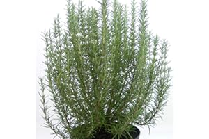 Thompson & Morgan Hardy Herb Rosemary ‘Roman Beauty’, Evergreen Shrub, Potted Garden Plants Ideal for Kitchen Gardens, Patio and Containers (1 x 3 Litre Pot)