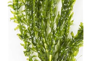 Lincolnshire Pond Plants Ltd elodea densa Pond Plants Oxygenating Plant 5 Strands Ceramic