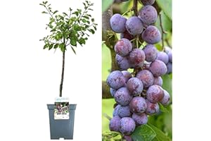 GARDENERSDREAM Patio Fruit Tree Collection | Various Premium Grade Fruits | Ideal for Small Gardens & Borders | Apple, Cherry, Plum, Nectarine, Peach & Pear Trees | 2-3ft ('Opal' Plum Tree)
