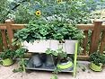 SimonRack G07100220212602 - Huerto urbano, 200 l, 850 x 1200 x 600 ...