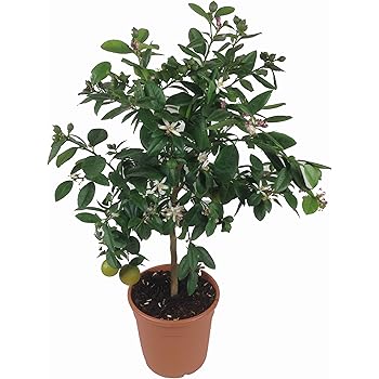 Kaffir-Limette, frische Kaffir Limetten Pflanze, Citrus