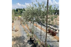 SAVINI VIVAI L'ARTE DI FARE NATURA SAVINI VIVAI Pianta di Olivo Pendolino Piante da Frutto in Vaso 22-24 cm 2-3 Anni Altezza 150-170 cm Made in Italy