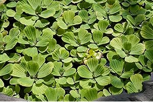 AQUAPLANTS Pistia stratiotes x5 - Flottant en Direct Bassin Plante