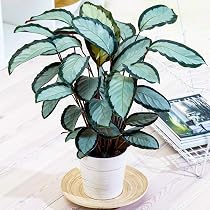 30-40cm Calathea Zebrina Zebra-Korbmarante im Topf | Perfekt frs Zuhause  und fr das Homeoffice : Amazon.de: Garten