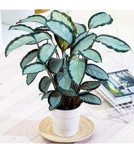 Begonia Maculata  Gefleckte Forellenbegonie 2030cm  Tropische  Zimmerpflanze im Topf  Dekorative Blattschmuckpflanze mit Weien Punkten &  Roten Blattunterseiten : Amazon.de: Garten