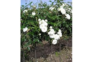 GORGEOUS GARDEN ROSES Iceberg - Bareroot Floribunda Half Standard Garden Rose - White/Cream