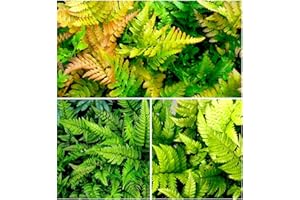 GrowOn Shrubs [x3] Dwarf Evergreen Fern Collection | Variety-Pack | Evergreen Plants | Outdoor Garden Ready Plants
