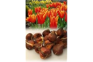 GARTHWAITE NURSERIES® : - UK Stockist. 50 Ballerina Lily-Flowering Tulip Bulbs Bright Orange Hardy Spring Garden Perennial